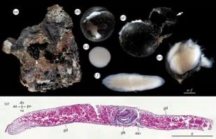 Unveiling Abyssal Biotech: New Flatworm Species Discovered in the Deep Sea